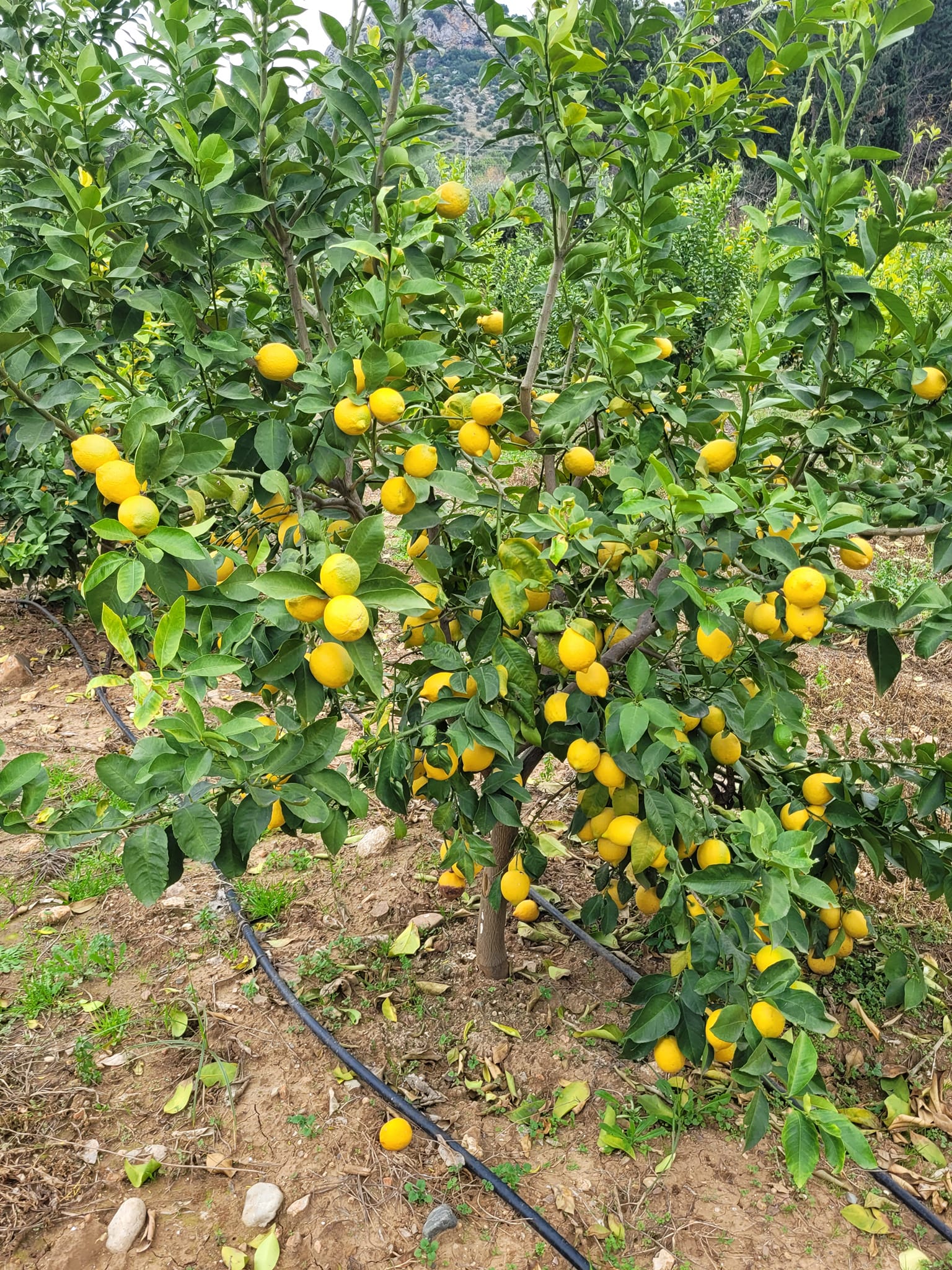 YEDİVEREN LİMON FİDANI